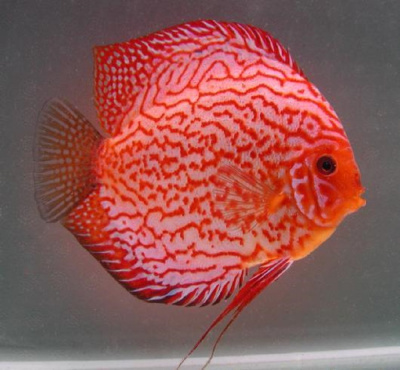 Дискус Пиджен Красный ML